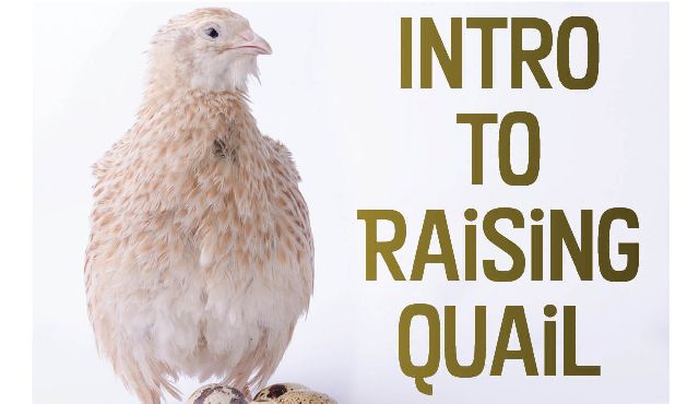 Intro to Raising Quail [image of quail]